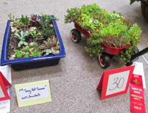 Photo of succulent container gardens at SSM Hort Society Flower and Veg Show 2013