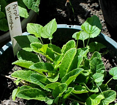 photo of potted primrose with label