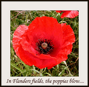 image of poppy