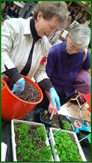 photo of SSM Hort Society members transplanting seedlings