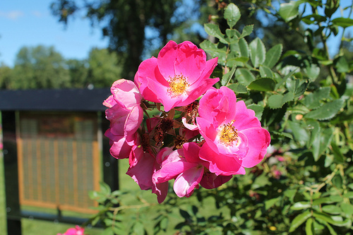 photo of rose at Rose Memorial Garden