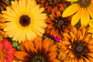 photo of fall flowers