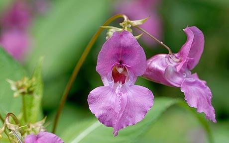 photo of Himalayan balsam flower