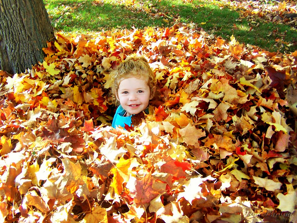 image of leaf pile